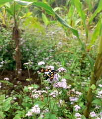 Euchromia horsfieldi