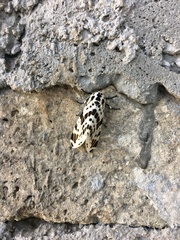 Hypercompe andromela