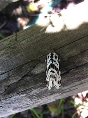 Hypercompe andromela