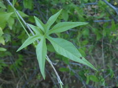 Ipomoea barbatisepala