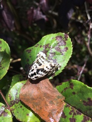 Hypercompe andromela