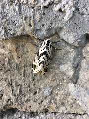 Hypercompe andromela