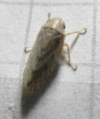 Curtara insularis