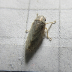 Curtara insularis