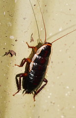 Drymaplaneta semivitta