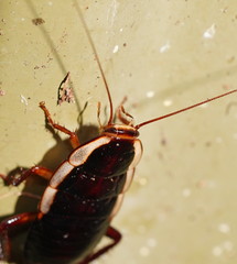 Drymaplaneta semivitta