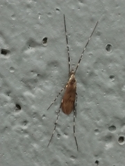 Amphineurus