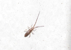 Paronellides