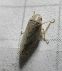Curtara insularis