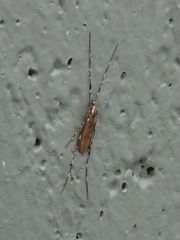 Amphineurus