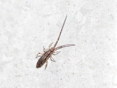 Paronellides