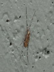 Amphineurus