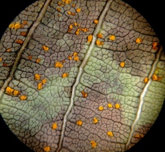 Coleosporium plumeriae