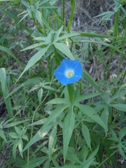 Ipomoea barbatisepala