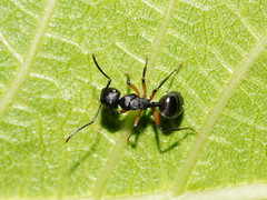 Spiny Ant sp
