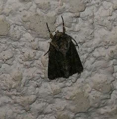 Noctuidae
