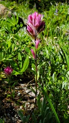 Castilleja parviflora olympica
