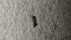 Noctuidae