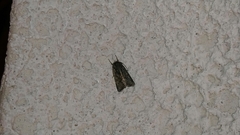 Noctuidae