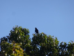 Corvus brachyrhynchos