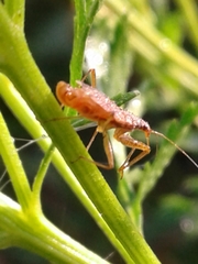 Nabis rufusculus