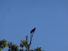 Corvus brachyrhynchos