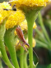 Nabis rufusculus