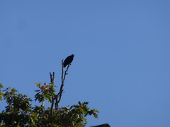 Corvus brachyrhynchos