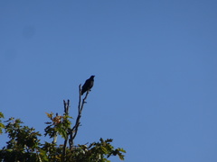 Corvus brachyrhynchos