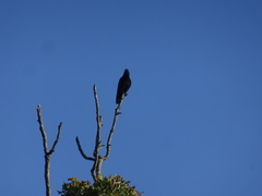 Corvus brachyrhynchos