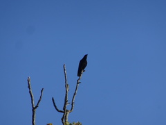 Corvus brachyrhynchos