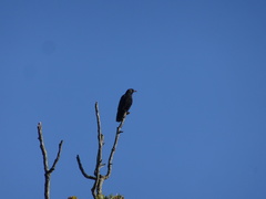 Corvus brachyrhynchos