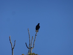 Corvus brachyrhynchos