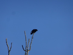 Corvus brachyrhynchos