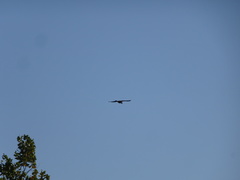 Corvus brachyrhynchos