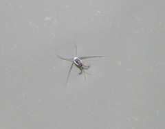 Trepobates subnitidus