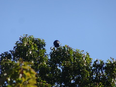 Corvus brachyrhynchos