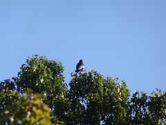 Corvus brachyrhynchos