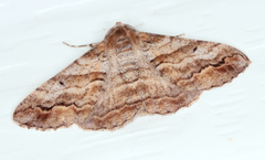 Gastrinodes bitaeniaria