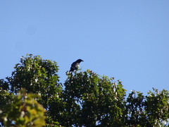 Corvus brachyrhynchos