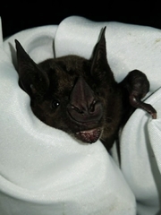 Phyllostomus hastatus
