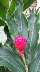Alpinia purpurata