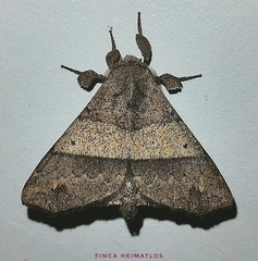 Apatelodidae