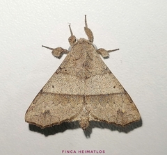 Apatelodidae