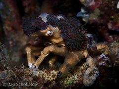 Cyclocoeloma tuberculatum