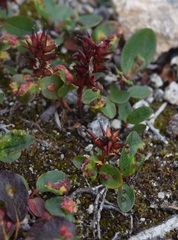 Salix stolonifera