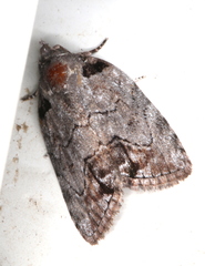 Etanna clopaea