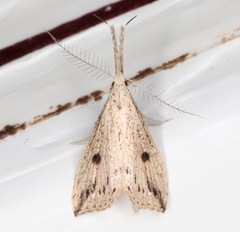 Trigonistis demonias