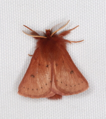 Anthela ferruginosa
