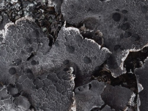 Greater Salted Rocktripe Lichen